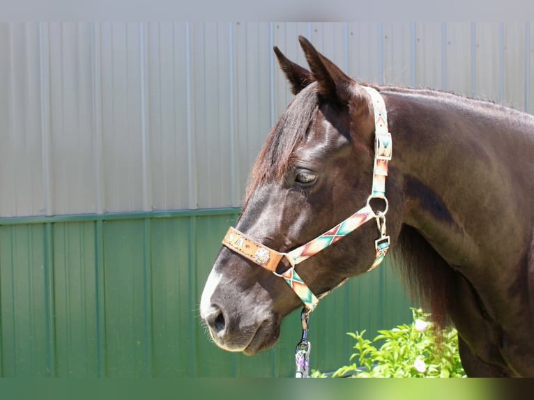 American Paint Horse Giumenta 9 Anni 157 cm Morello in Carleton
