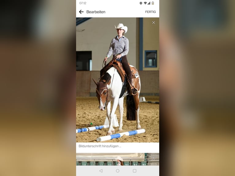 American Paint Horse Giumenta 9 Anni 158 cm Pezzato in Karlsbad