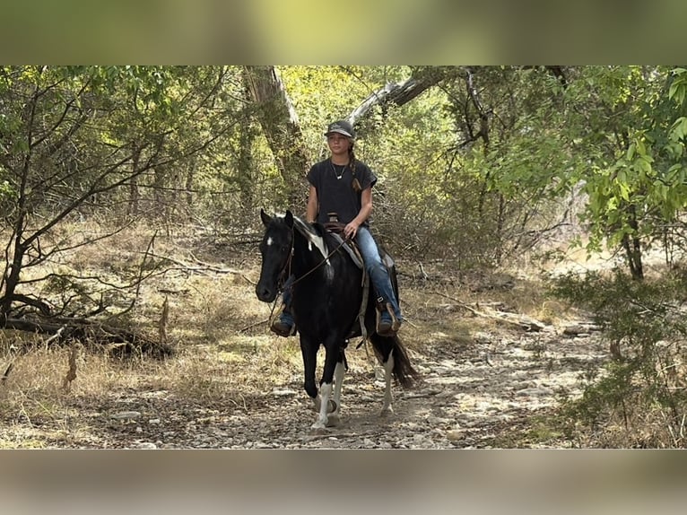 American Paint Horse Mix Giumenta 9 Anni Pezzato in Cleburne