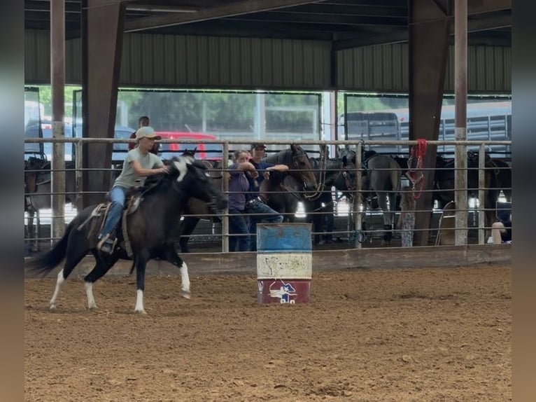 American Paint Horse Mix Giumenta 9 Anni Pezzato in Cleburne