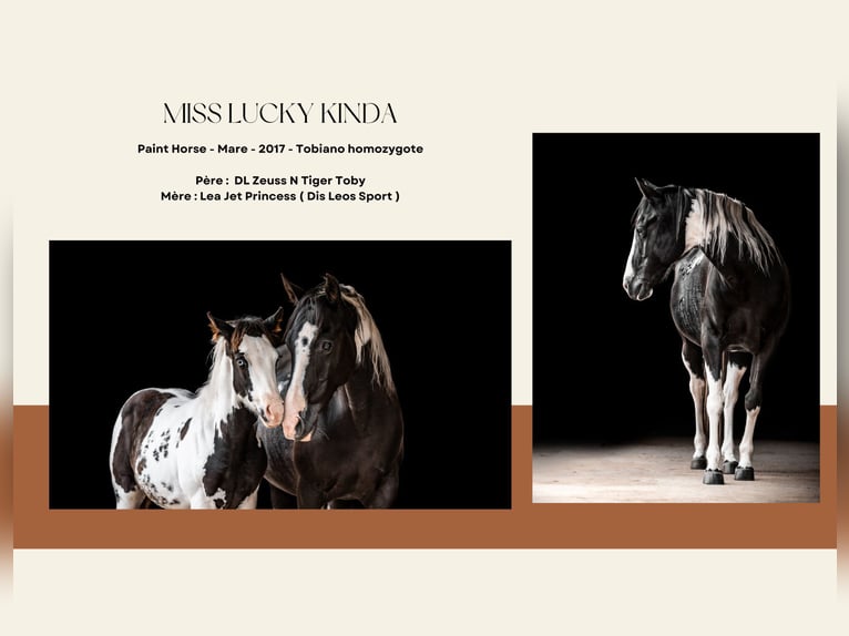 American Paint Horse Giumenta 9 Anni Tobiano-tutti i colori in Montmorillon