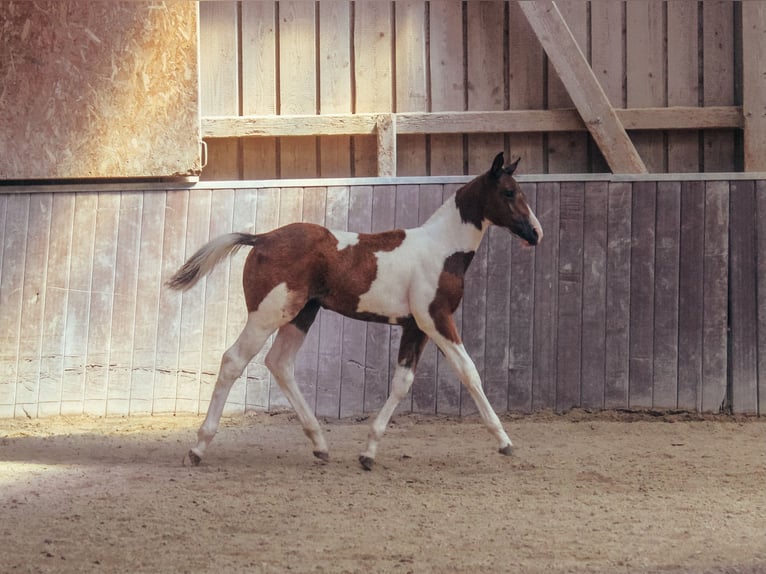 American Paint Horse Giumenta Puledri (05/2026) 148 cm Tobiano-tutti i colori in Haldenwang