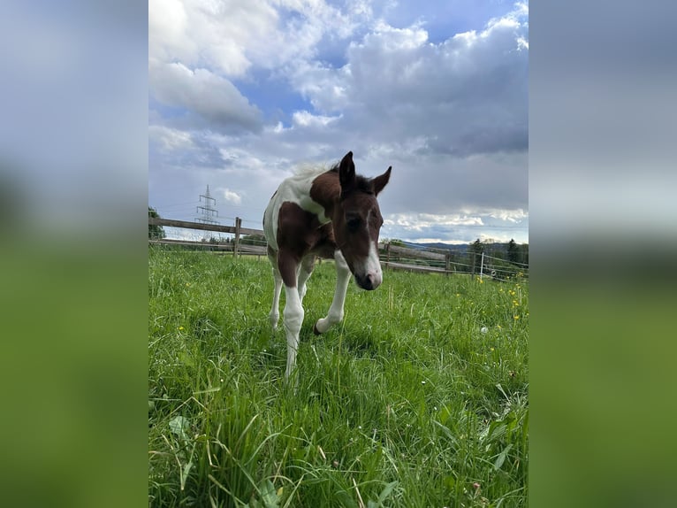 American Paint Horse Giumenta Puledri (05/2026) 148 cm Tobiano-tutti i colori in Haldenwang