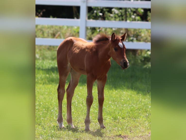 American Paint Horse Mix Giumenta Puledri (05/2025) 150 cm Baio in Oberlangen