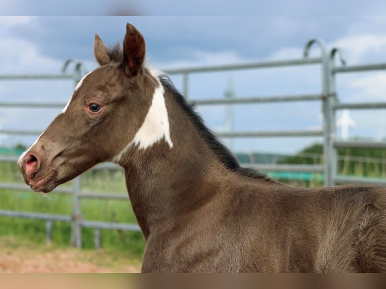 American Paint Horse Giumenta Puledri (05/2025) 150 cm Champagne in Hellenthal