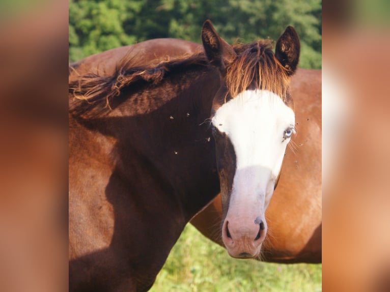 American Paint Horse Giumenta Puledri (03/2026) 150 cm Overo-tutti i colori in Velpke