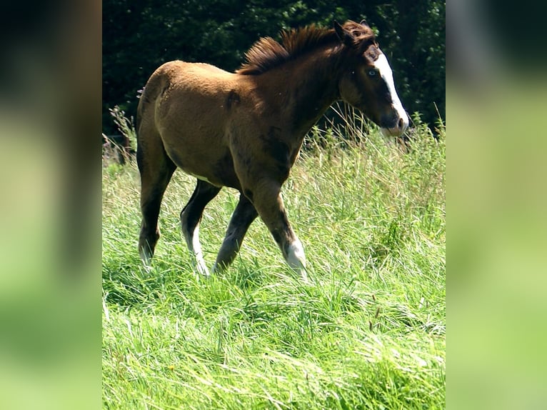 American Paint Horse Giumenta Puledri (03/2026) 150 cm Overo-tutti i colori in Velpke