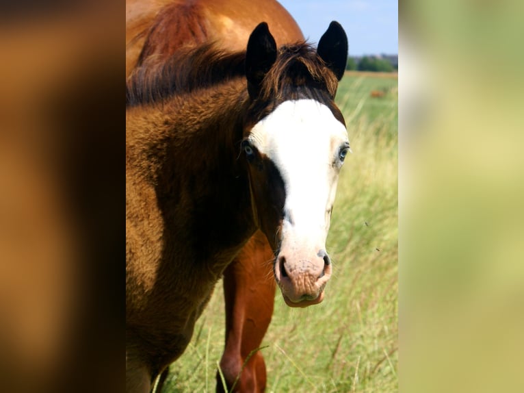 American Paint Horse Giumenta Puledri (03/2026) 150 cm Overo-tutti i colori in Velpke