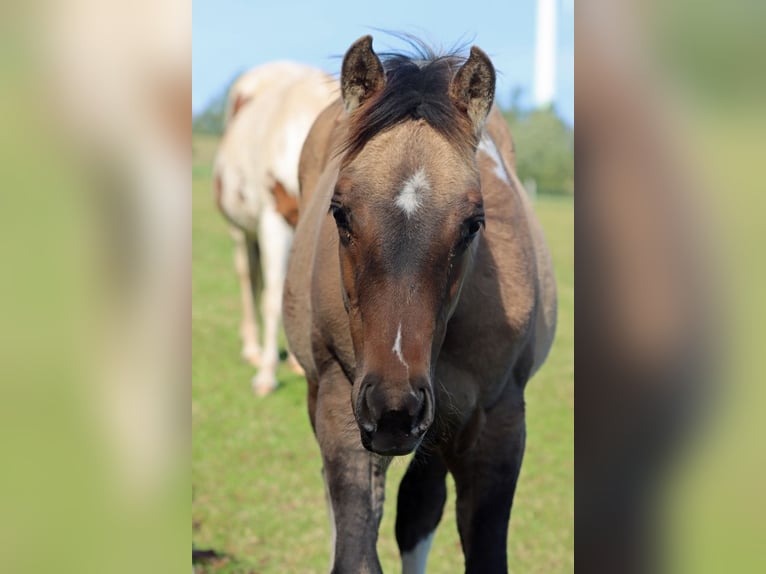American Paint Horse Giumenta Puledri (05/2025) 150 cm Tobiano-tutti i colori in Hellenthal
