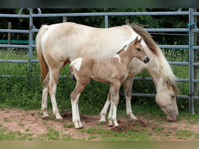 American Paint Horse Giumenta Puledri (05/2025) 150 cm Tobiano-tutti i colori in Hellenthal