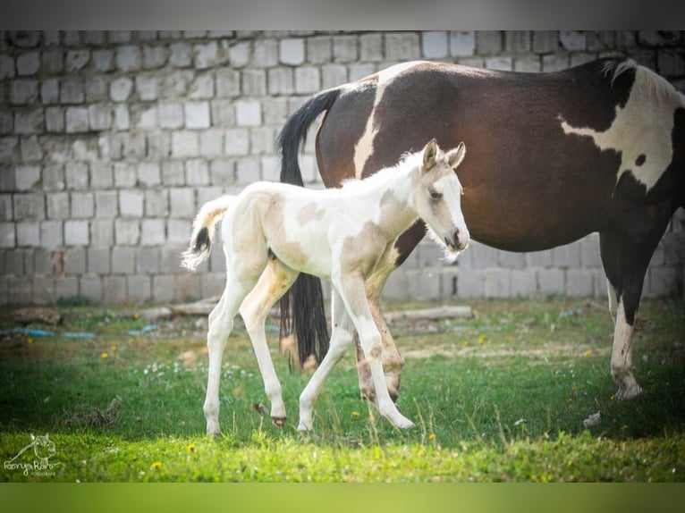 American Paint Horse Giumenta Puledri (01/2026) 152 cm Pezzato in Danstedt