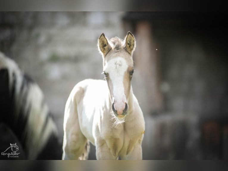 American Paint Horse Giumenta Puledri (01/2026) 152 cm Pezzato in Danstedt