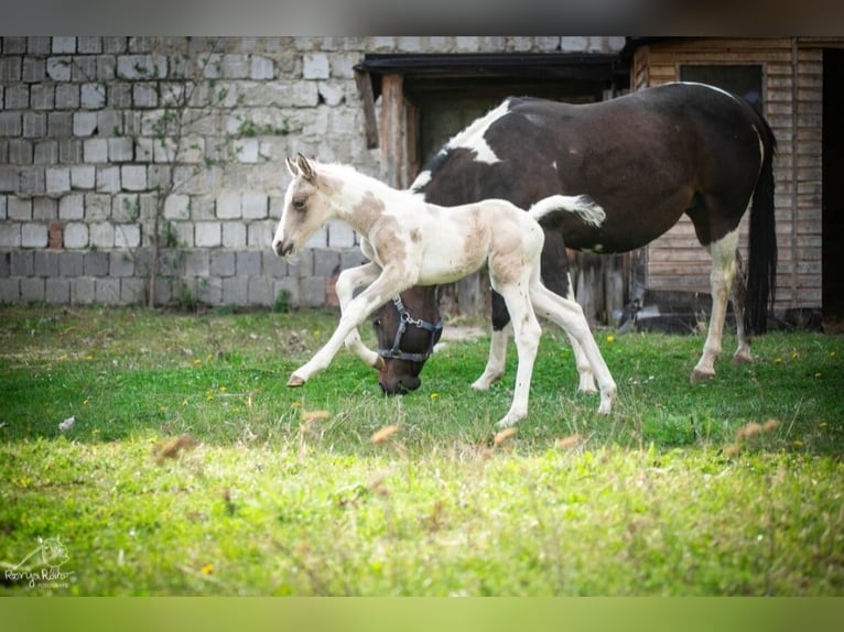 American Paint Horse Giumenta Puledri (01/2026) 152 cm Pezzato in Danstedt
