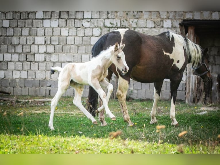 American Paint Horse Giumenta Puledri (01/2026) 152 cm Pezzato in Danstedt