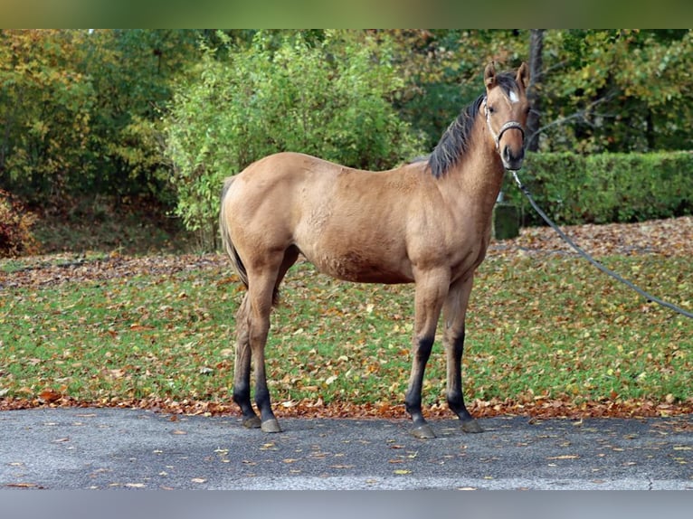 American Paint Horse Giumenta Puledri (02/2025) 153 cm Baio in Hellenthal
