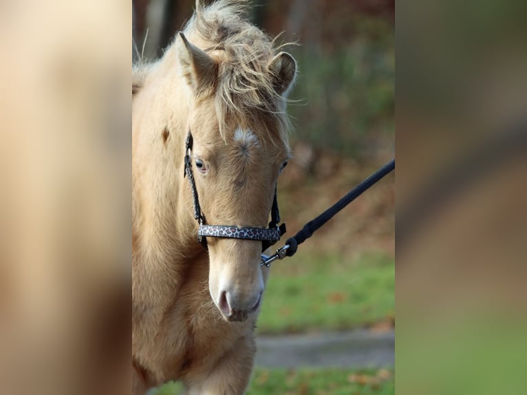 American Paint Horse Giumenta Puledri (05/2025) 153 cm Champagne in Hellenthal