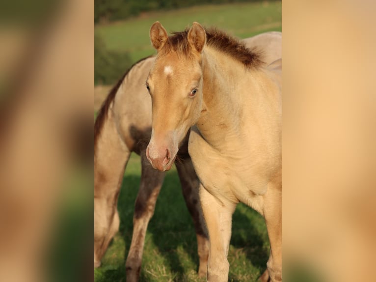 American Paint Horse Giumenta Puledri (05/2025) 153 cm Champagne in Hellenthal