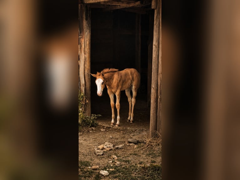 American Paint Horse Giumenta Puledri (05/2026) 153 cm Overo-tutti i colori in Sonnay