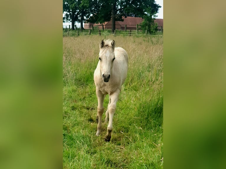 American Paint Horse Giumenta Puledri (04/2026) 153 cm Pelle di daino in Rödinghausen