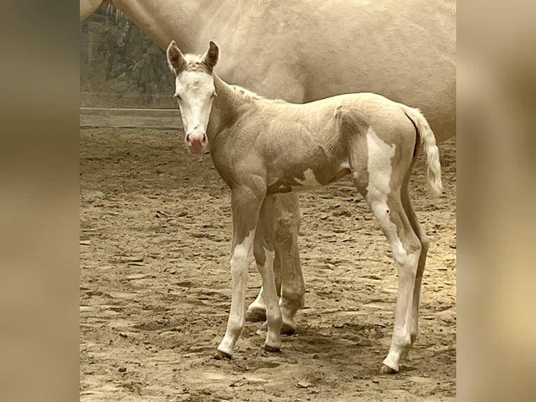 American Paint Horse Giumenta Puledri (04/2026) 154 cm Overo-tutti i colori in Haldenwang