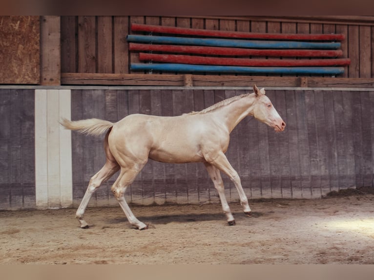 American Paint Horse Giumenta Puledri (04/2026) 154 cm Overo-tutti i colori in Haldenwang