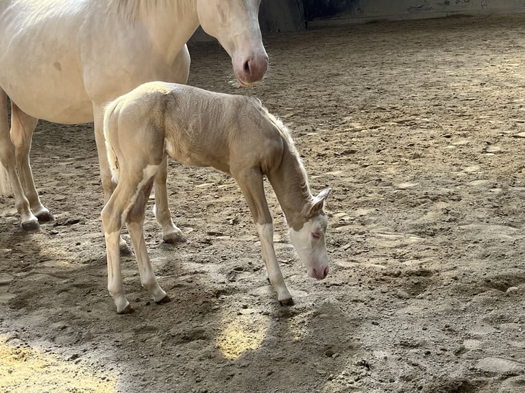 American Paint Horse Giumenta Puledri (04/2026) 154 cm Overo-tutti i colori in Haldenwang