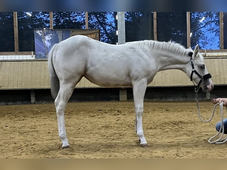 American Paint Horse Giumenta Puledri (04/2026) 154 cm Palomino in Dinslaken
