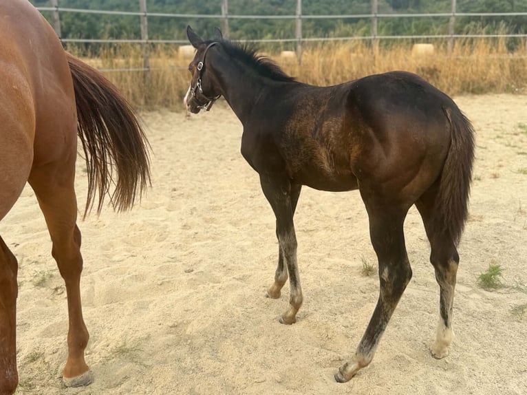 American Paint Horse Giumenta Puledri (04/2026) 155 cm Baio scuro in Thodure