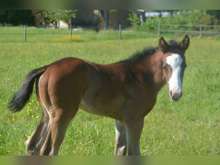 American Paint Horse Giumenta Puledri (04/2026) 155 cm Baio scuro in Thodure