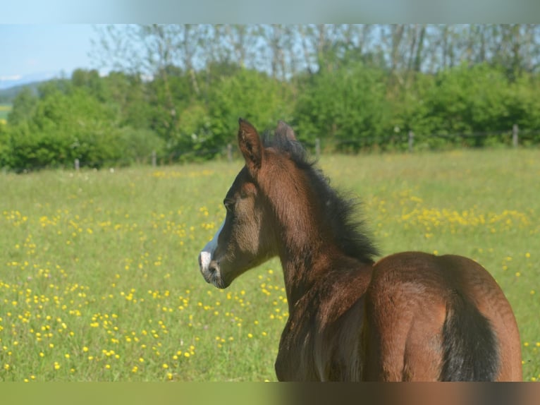 American Paint Horse Giumenta Puledri (04/2026) 155 cm Baio scuro in Thodure