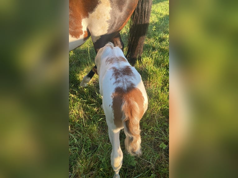 American Paint Horse Giumenta Puledri (01/2026) 155 cm Overo-tutti i colori in Tours