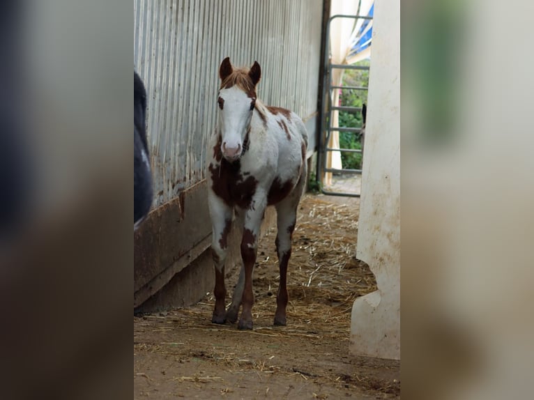 American Paint Horse Giumenta Puledri (05/2025) 155 cm Overo-tutti i colori in Hellenthal