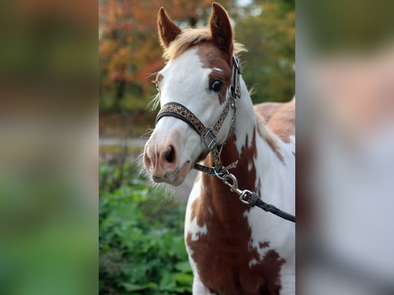 American Paint Horse Giumenta Puledri (05/2025) 155 cm Overo-tutti i colori in Hellenthal