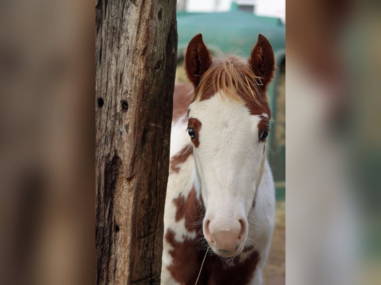 American Paint Horse Giumenta Puledri (05/2025) 155 cm Overo-tutti i colori in Hellenthal