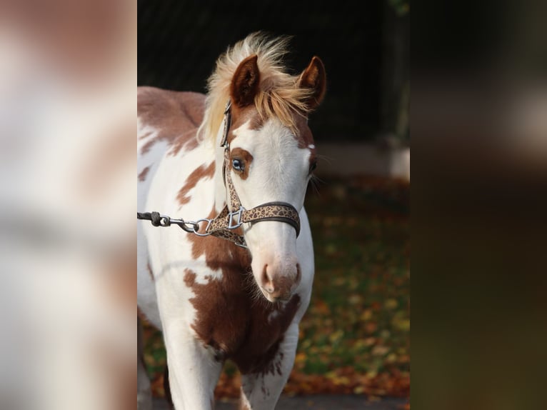 American Paint Horse Giumenta Puledri (05/2025) 155 cm Overo-tutti i colori in Hellenthal