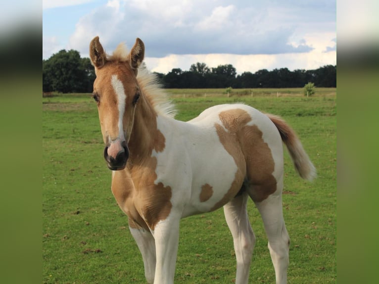 American Paint Horse Giumenta Puledri (07/2026) 155 cm Tobiano-tutti i colori in Saterland