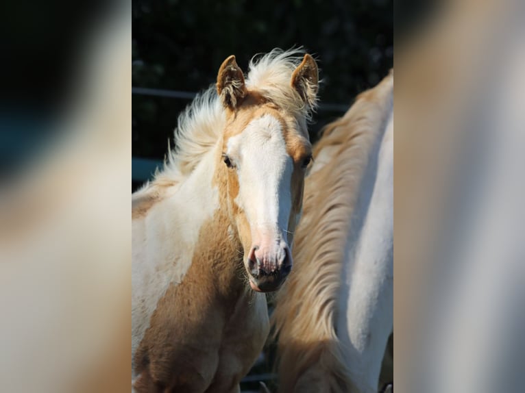 American Paint Horse Giumenta Puledri (05/2025) 155 cm Tobiano-tutti i colori in Hellenthal