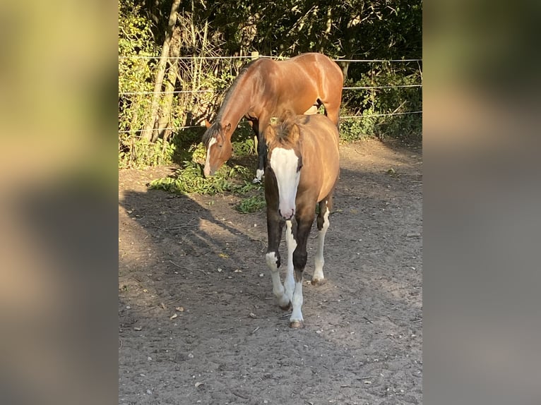 American Paint Horse Mix Giumenta Puledri (06/2026) 155 cm Tobiano-tutti i colori in Niederstetten