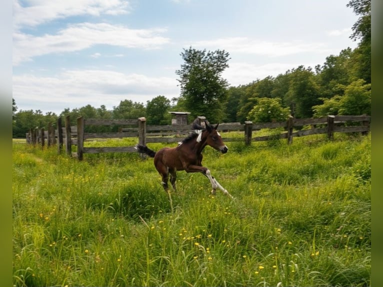 American Paint Horse Giumenta Puledri (05/2025) 165 cm Tobiano-tutti i colori in Paternion