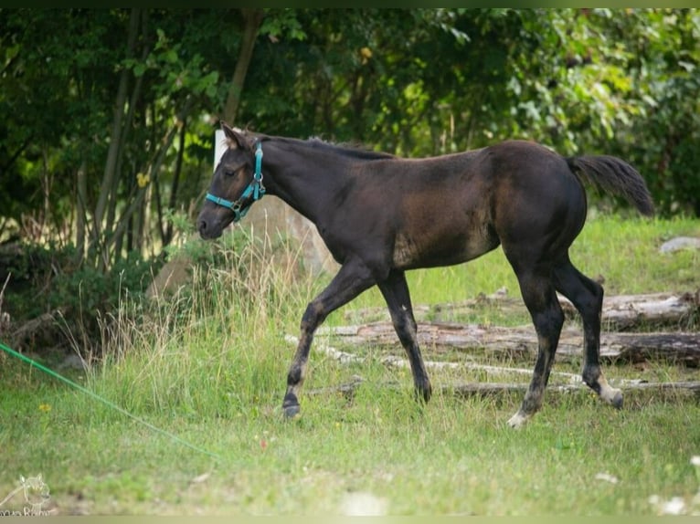 American Paint Horse Giumenta Puledri (05/2025) in Danstedt