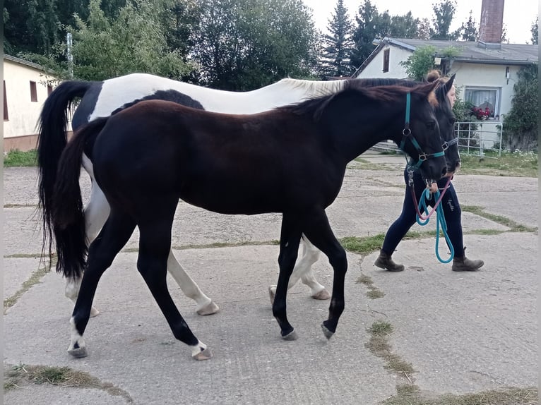 American Paint Horse Giumenta Puledri (05/2025) in Danstedt