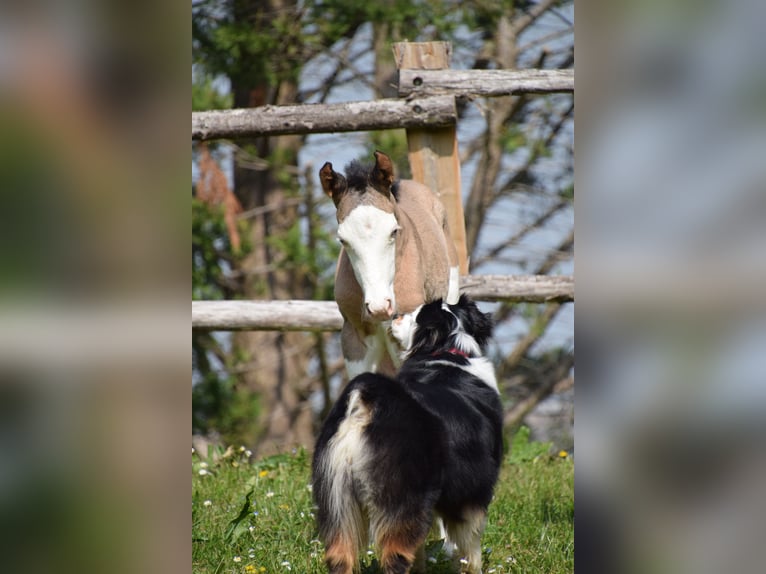American Paint Horse Giumenta Puledri (03/2026) Grullo in villeneuve du latou