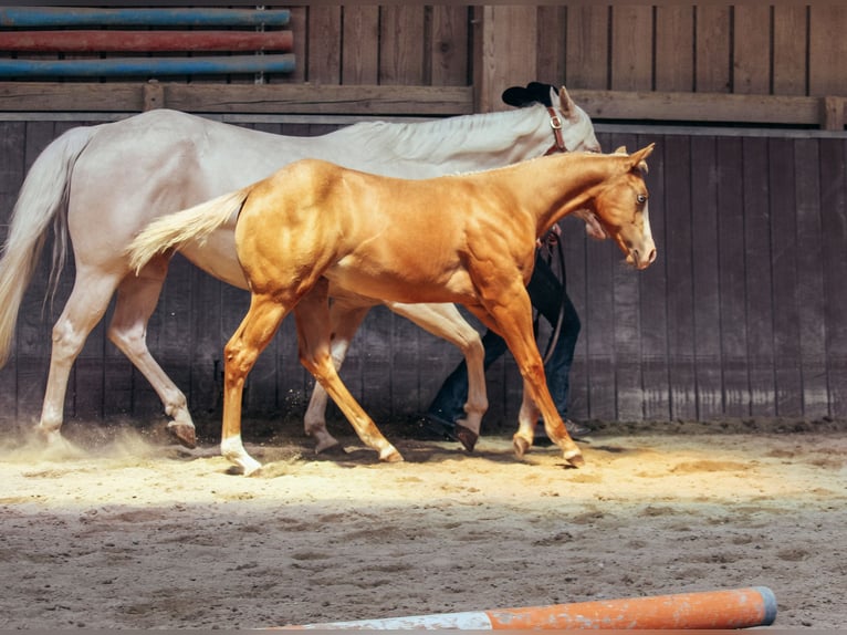 American Paint Horse Giumenta Puledri (03/2025) Palomino in Haldenwang