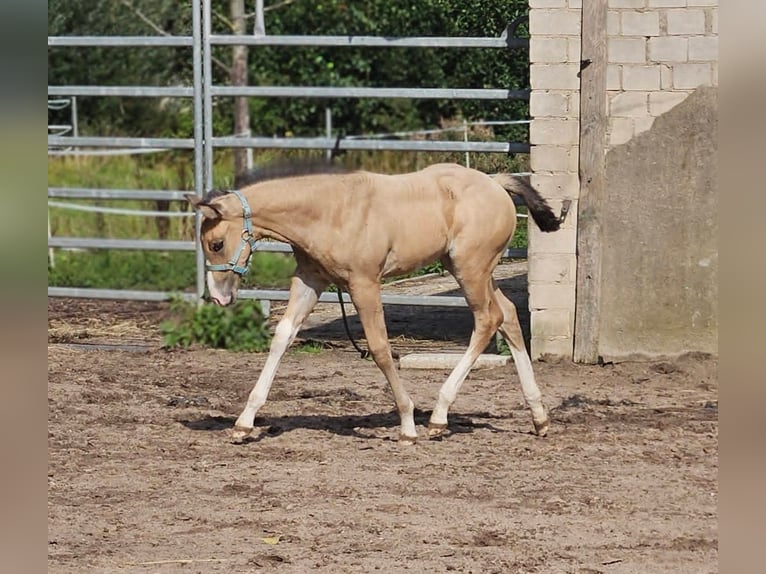 American Paint Horse Giumenta Puledri (08/2026) Pelle di daino in Herford