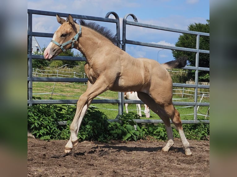 American Paint Horse Giumenta Puledri (08/2026) Pelle di daino in Herford