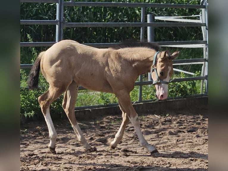 American Paint Horse Giumenta Puledri (08/2026) Pelle di daino in Herford