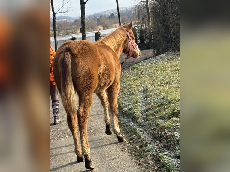 American Paint Horse Giumenta Puledri (05/2025) Sauro in Thodure