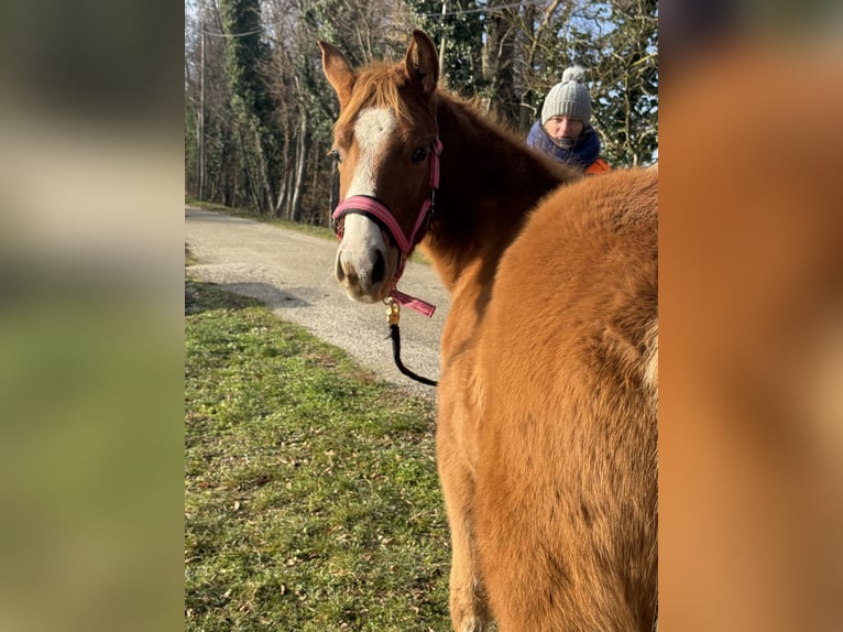 American Paint Horse Giumenta Puledri (05/2025) Sauro in Thodure