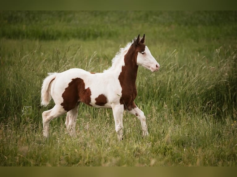 American Paint Horse Giumenta Puledri (03/2026) Tovero-tutti i colori in Königsfeld im Schwarzwald