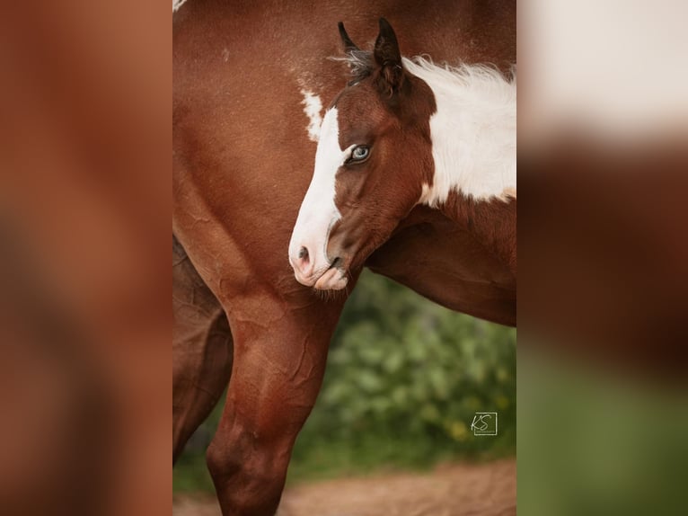 American Paint Horse Giumenta Puledri (03/2026) Tovero-tutti i colori in Königsfeld im Schwarzwald